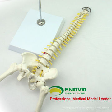 SPINE08 12381 Medical Science Table Display Flexible Spine Skeleton Education Model Pelvis and Half Leg